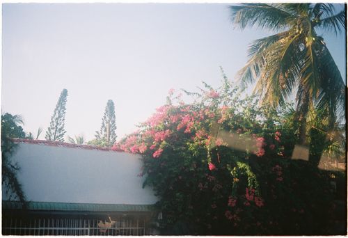 Free Lush tropical garden featuring vibrant bougainvillea flowers and palm trees under a clear sky. Stock Photo