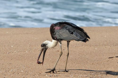Free Asian Woollyneck stork walking and feeding on a sandy beach shore with ocean waves in the background. Stock Photo