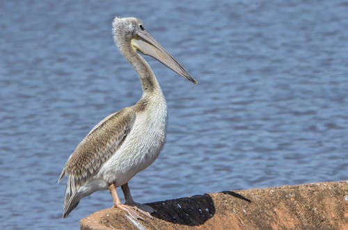 Kostnadsfri bild av djurfotografi, fågel, naturfotografering