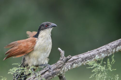 Kostnadsfri bild av Blue-Headed Coucal, djurfotografi, fågel