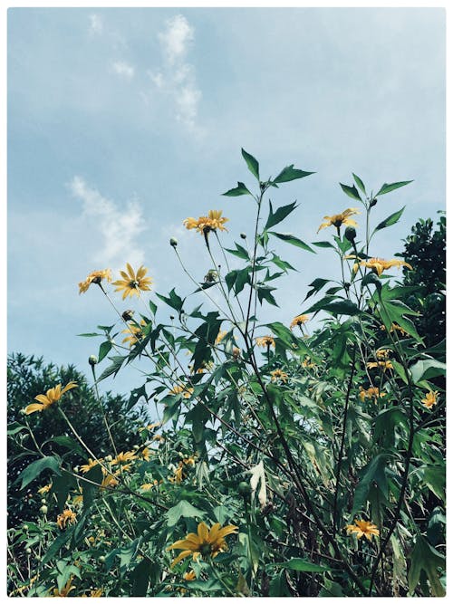 Безкоштовне стокове фото на тему «вертикальні постріл, жовті квіти, зростання»