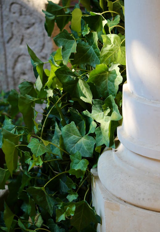 Close-up of Ivy Growing on a Column 