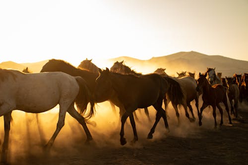 Herd of Horses in Desert on Sunset