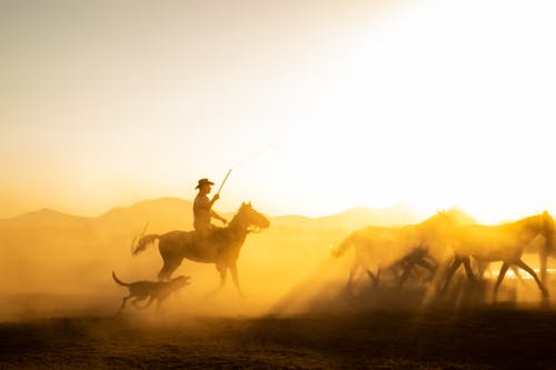 Fotos de stock gratuitas de anochecer, caballos, hombre