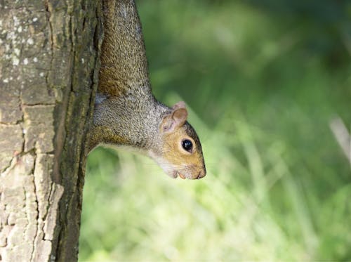 Squirrel Crawling on Tree Trunk