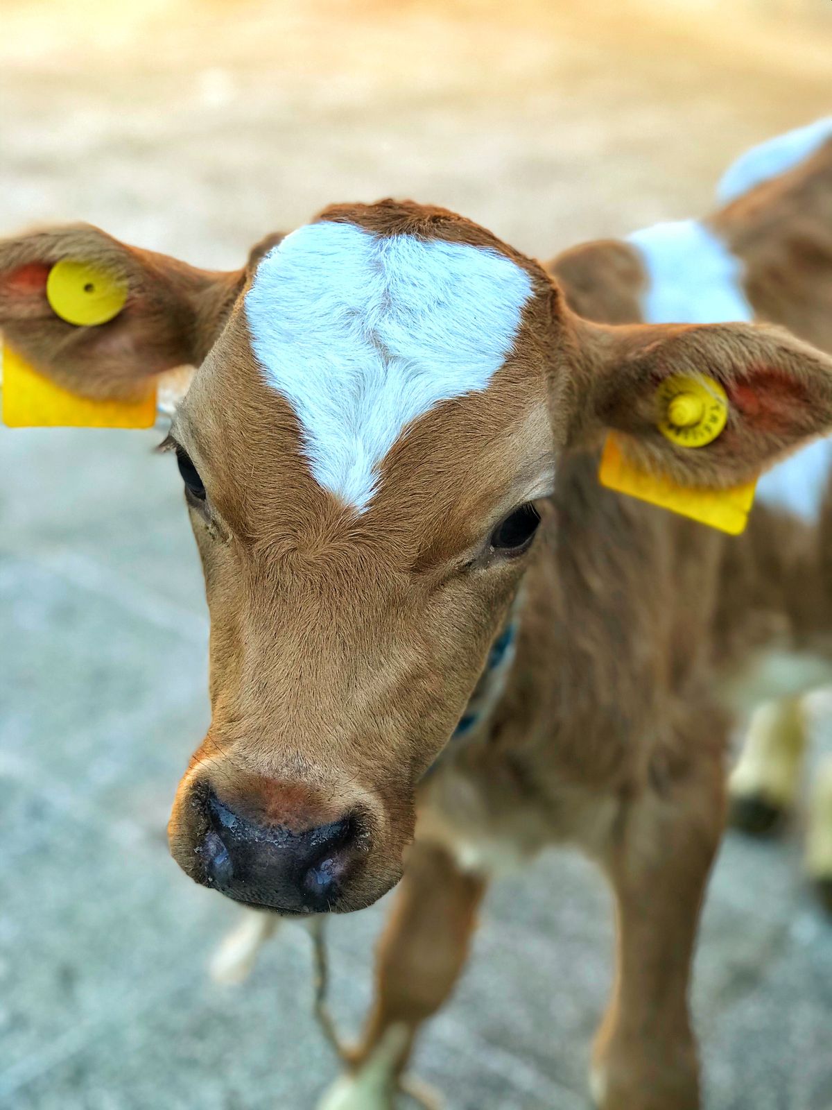 Baby Cow Photos, Download The BEST Free Baby Cow Stock Photos & HD Images