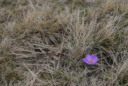 Kostnadsfri bild av blomma, frankrike, krokus