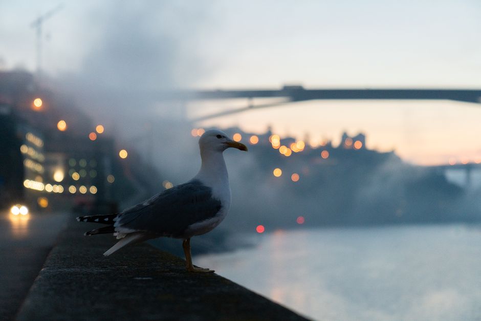 A scenic view of Porto's vibrant waterfront with a seagull soaring above.