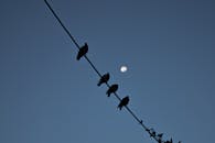Birds on Wire in Evening