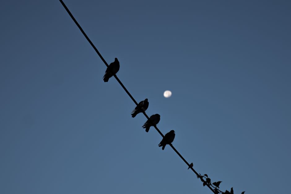 Silhouettes of birds perched on a wire against a twilight sky with a visible moon.