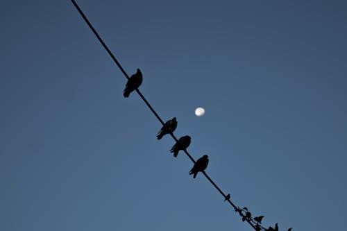 Free Birds on Wire in Evening Stock Photo