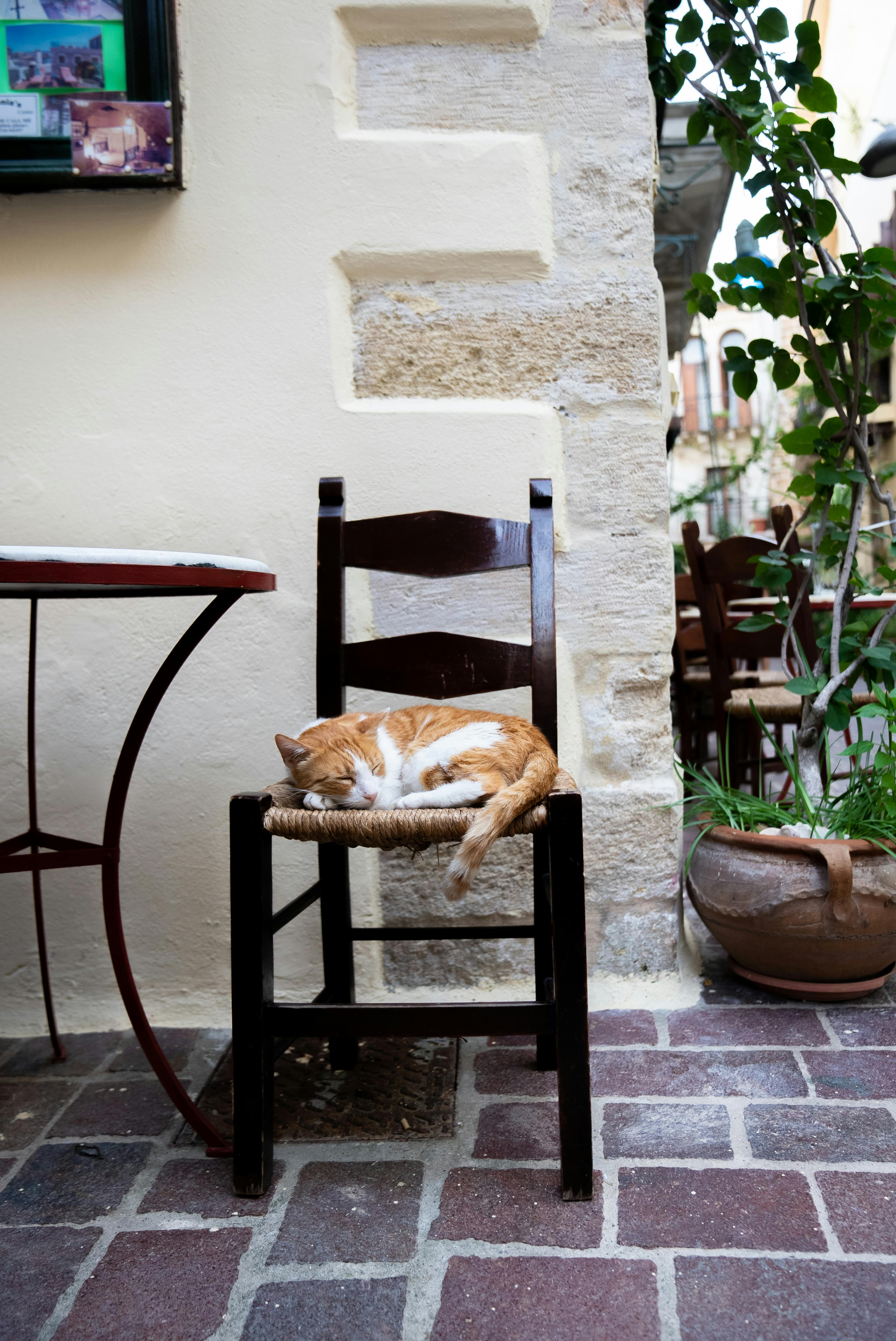 Gratuit Imagine de stoc gratuită din adorabil, animal de casă, animal de dormit Fotografie de stoc