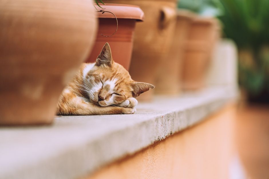 A peaceful ginger cat sleeping soundly on a ledge surrounded by terracotta pots.