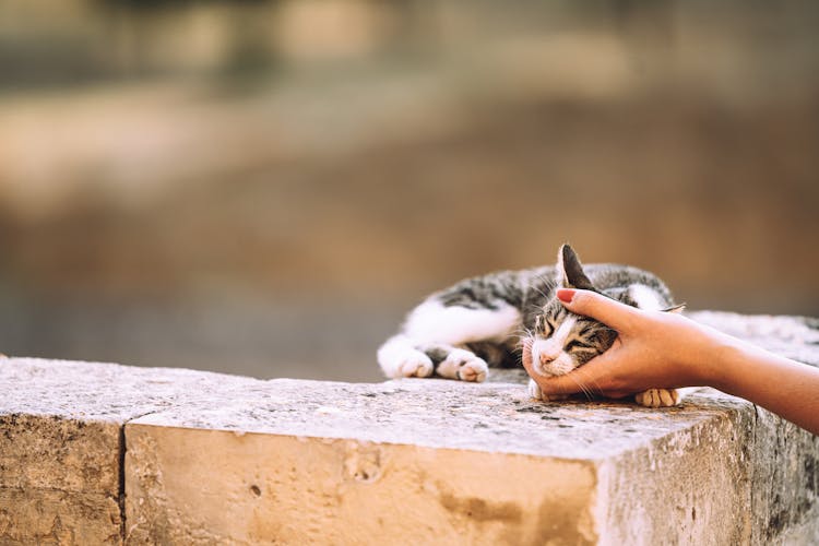 Hand Touching Cute Cat