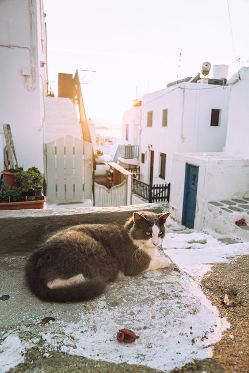 Cat Lying on Street Among Houses