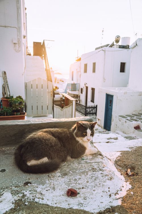 Free A cat relaxes in a sunlit Mediterranean village, capturing the essence of serene street life. Stock Photo