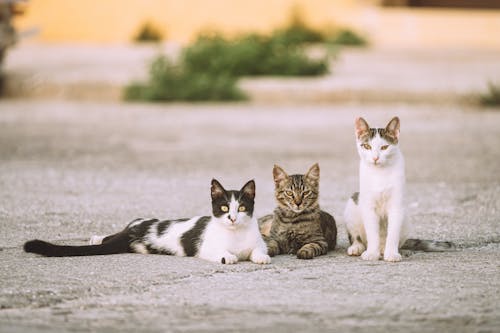 Fotos de stock gratuitas de calle, calles de la ciudad, fotografía de animales