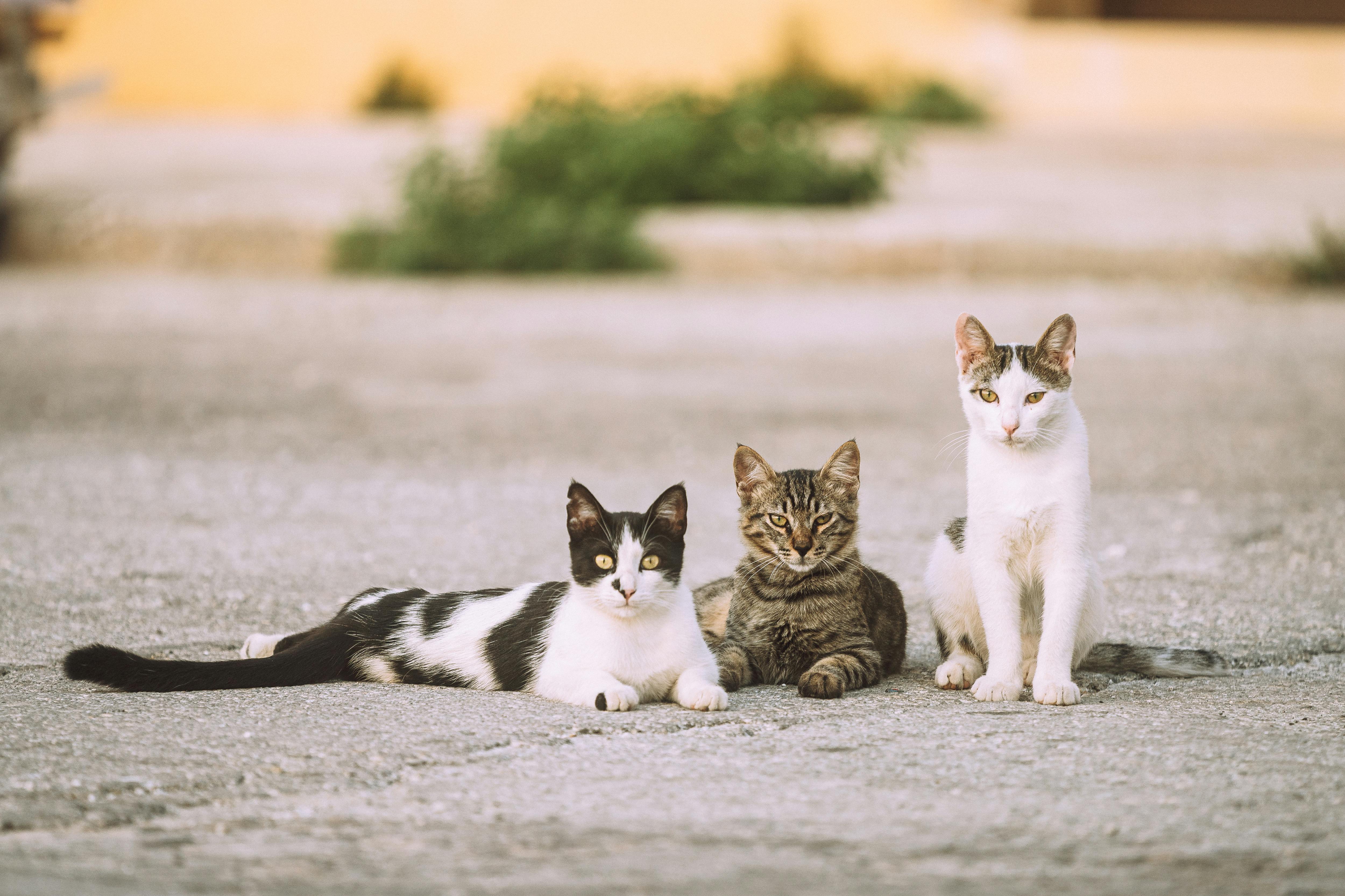 Cats on Pavement · Free Stock Photo