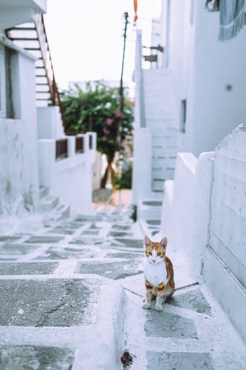 Cute Kitten on Street