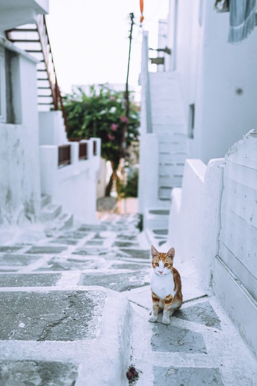 Free Adorable cat sitting on narrow stone-paved alley in a Mediterranean old town. Stock Photo
