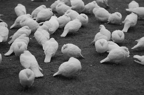 Photos gratuites de le pigeon, noir et blanc