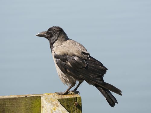 Free A hooded crow perched on a wooden barrier with a clear blue sky in the background. Stock Photo