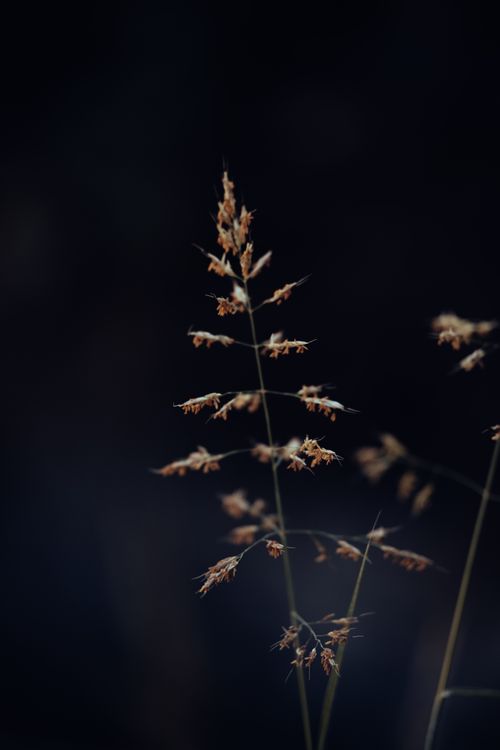 Free Close-up of delicate wildflowers in a field with a moody, dark background. Stock Photo