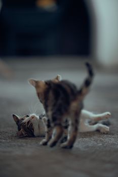 Two kittens playfully interact indoors, showcasing their adorable playfulness and curiosity.