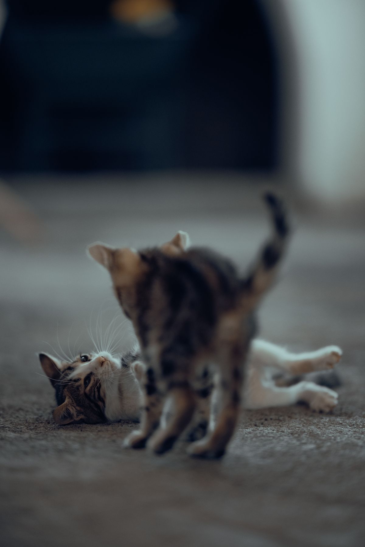 Homemade Cat Food Recipes for Sensitive Stomachs