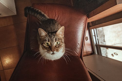 Little Cat Sitting on a Chair