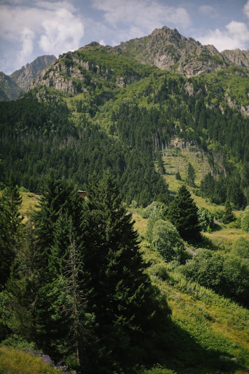 Forested Mountains Slope and Rocky Peaks