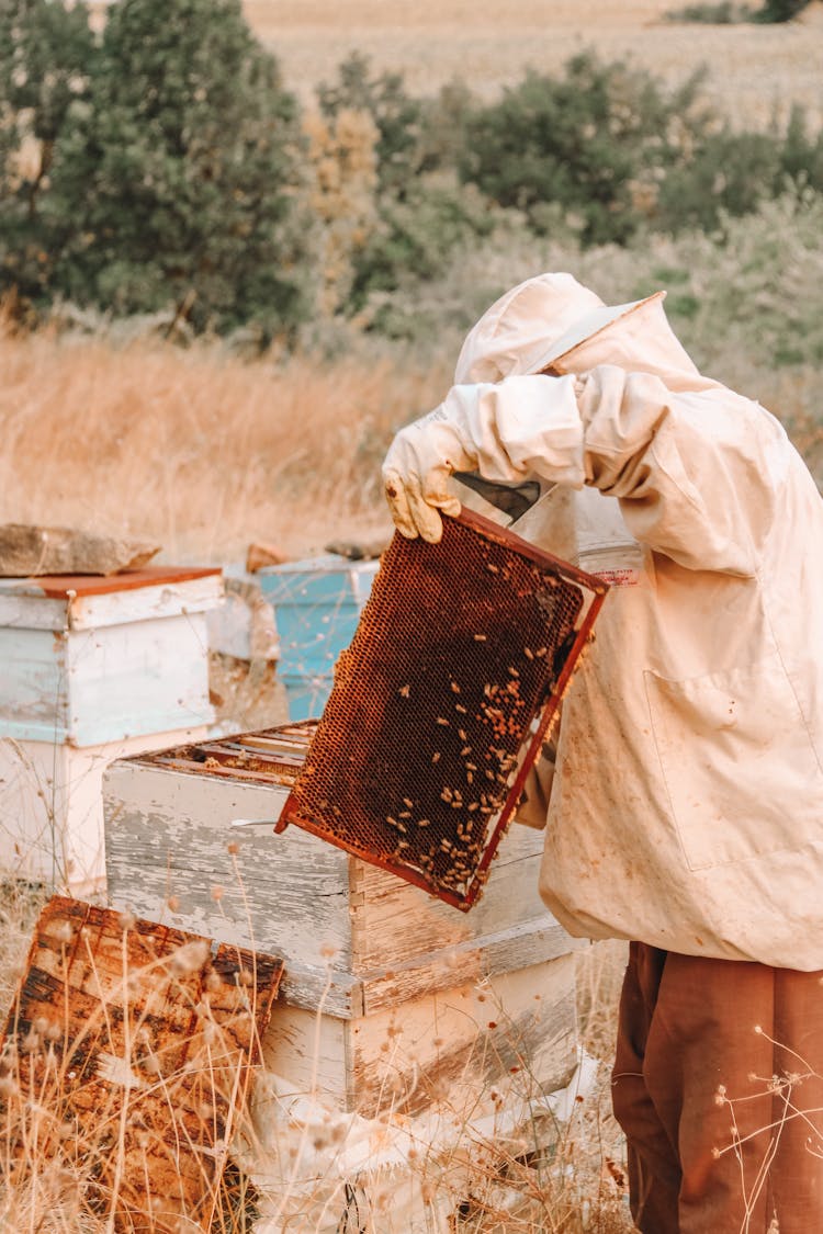 Man Working In Apiary