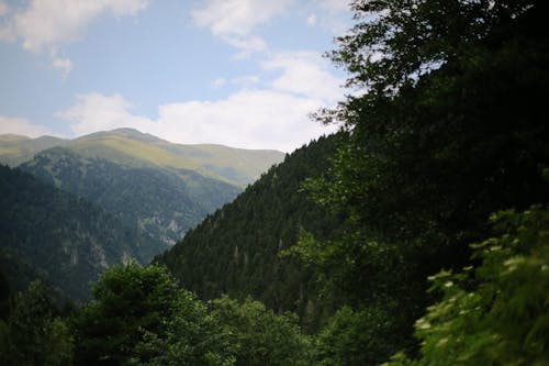 Forest Growing on Steep Mountain Slope