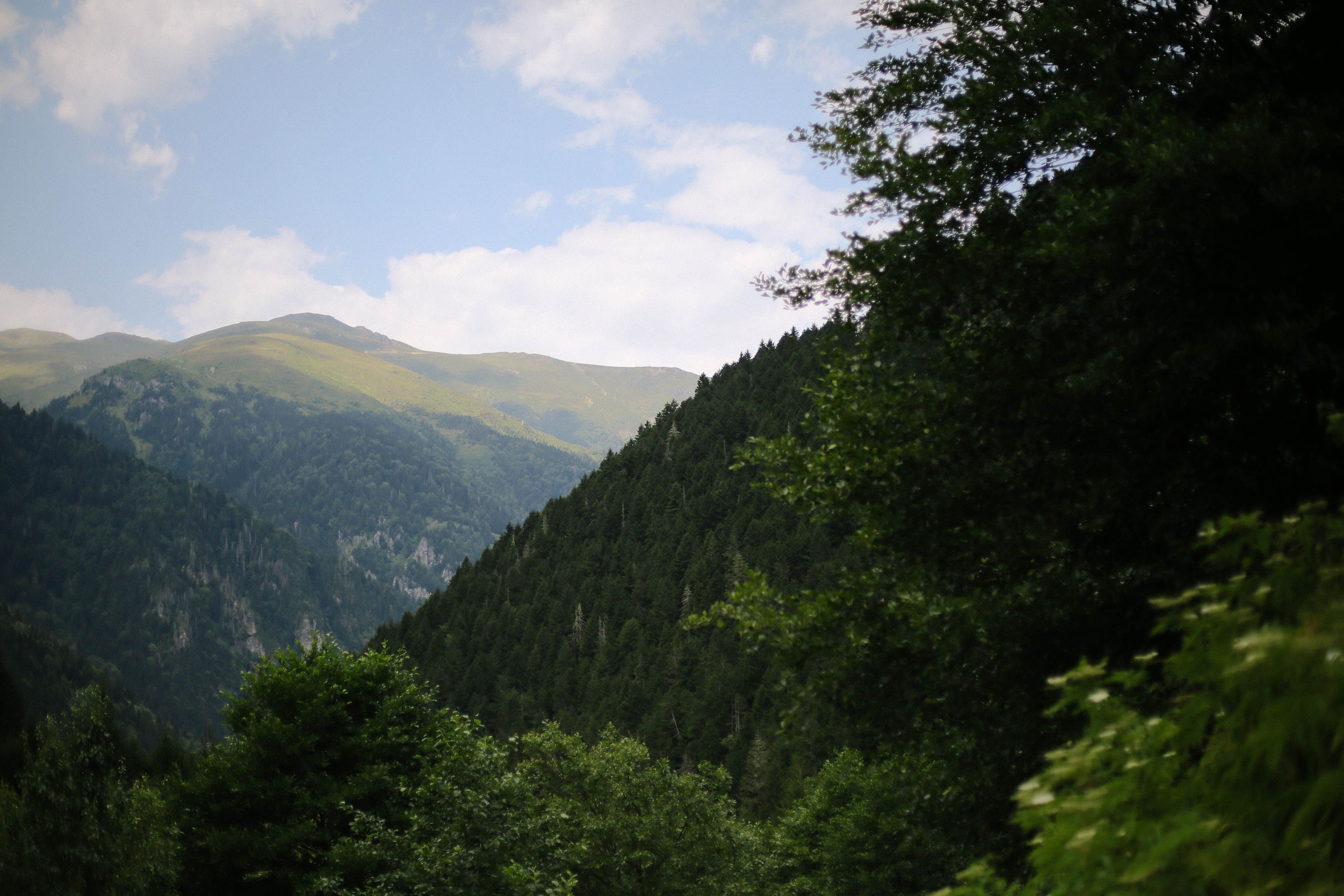Step Terrain Panorama of a Forest Growing on a Steep Mountain Slope · Free Stock Photo