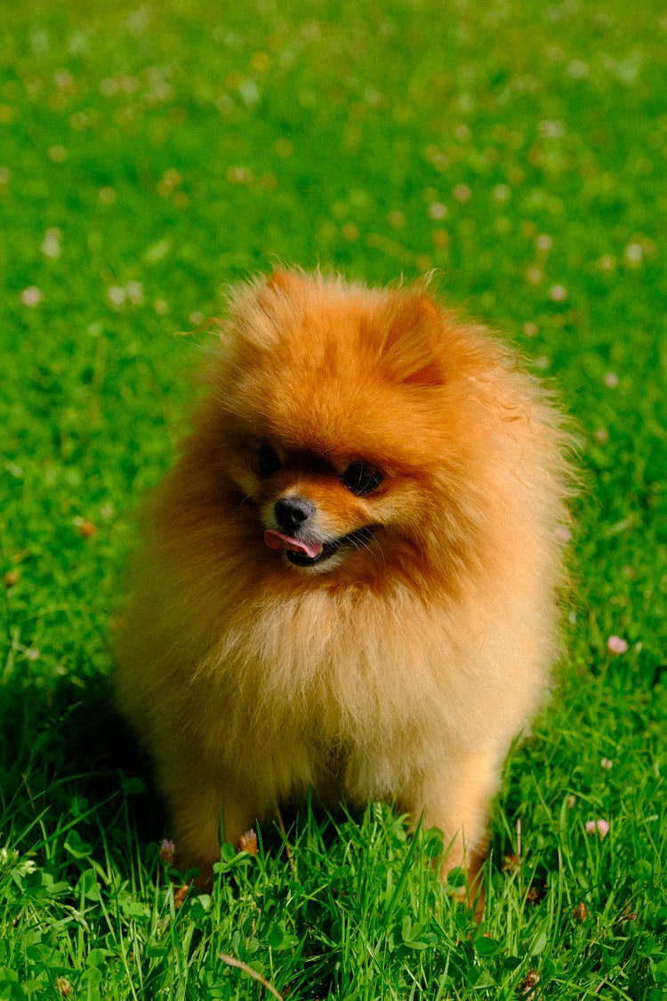 Close Up Of Pomeranian Dog