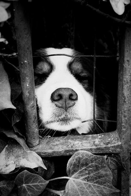 Kostenloses Stock Foto zu haustier, hund, schwarz und weiß