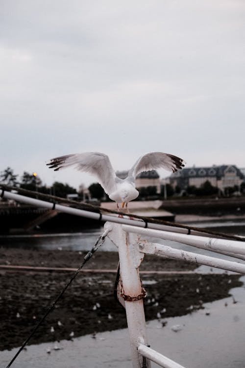 Free Seagull Sitting on Railing  Stock Photo