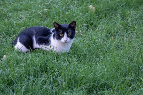 cat, çim, Evcil Hayvan içeren Ücretsiz stok fotoğraf