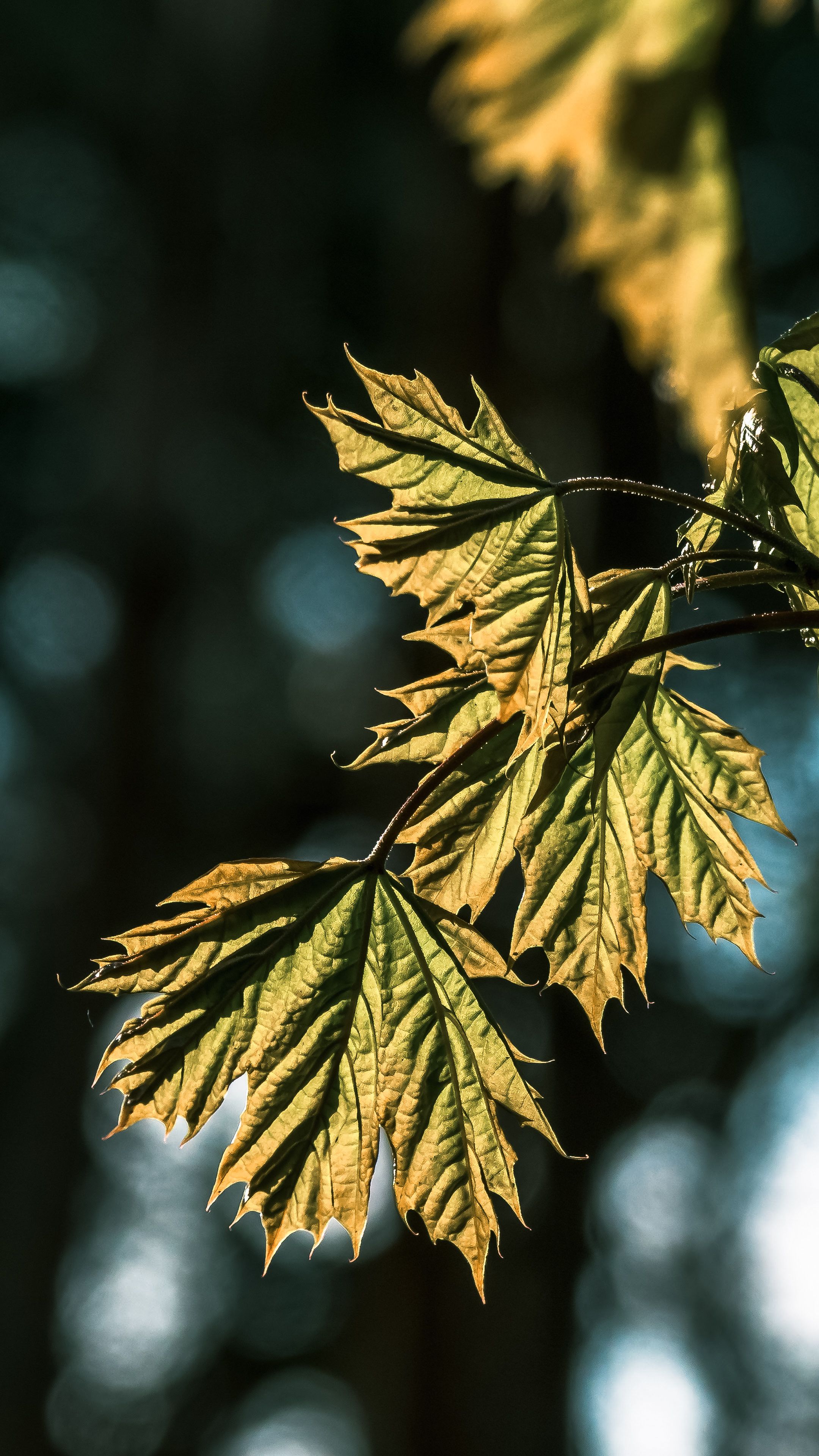 A vibrant close-up of sunlit maple leaves with a blurred forest background.