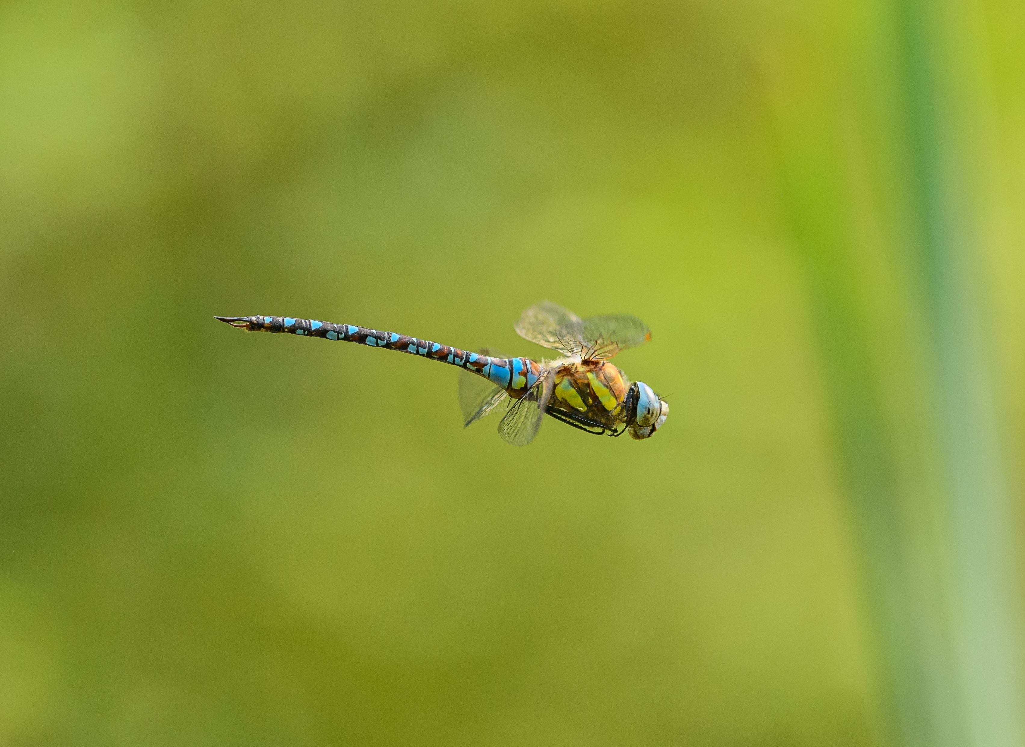 Dragonfly In Flight Free Stock Photo
