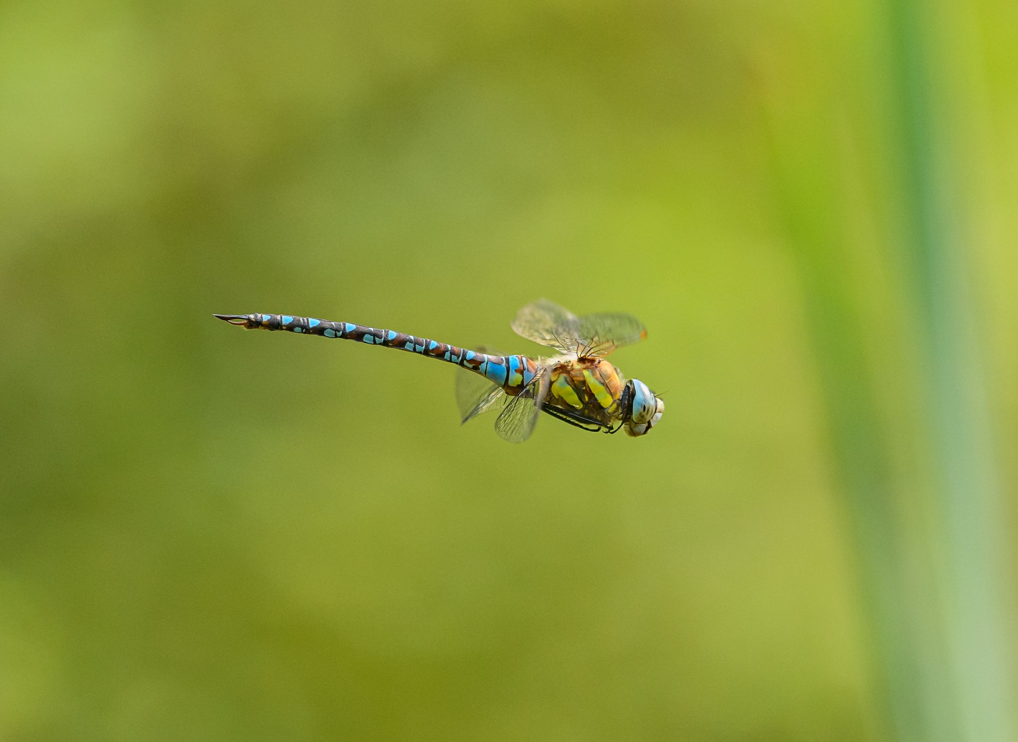 Dragonfly In Flight Free Stock Photo Dragonfly In Flight Free Stock Photo