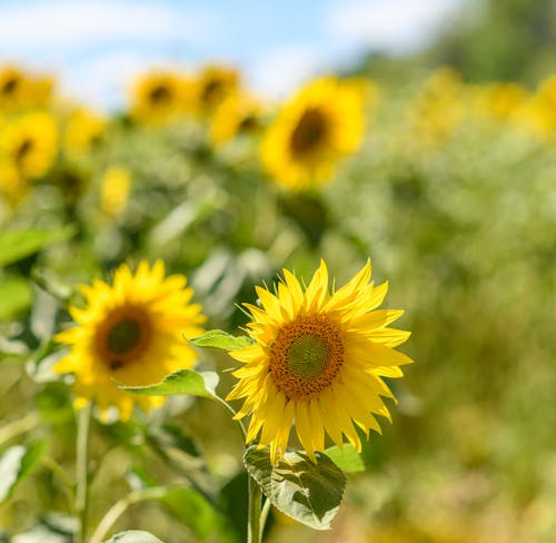 Photo of Sunflowers in a Field