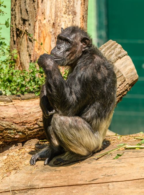 Free A chimpanzee sitting contemplatively on a wooden log in an outdoor zoo setting. Stock Photo