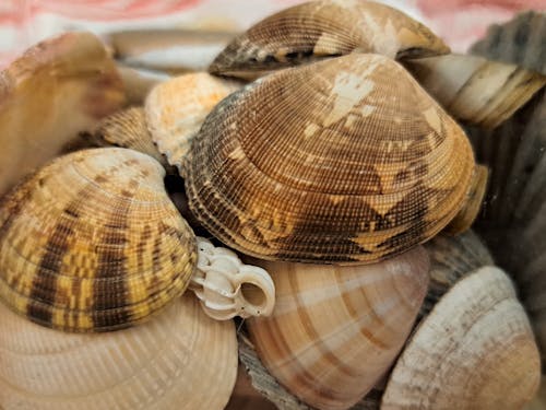 Seashells in Close Up