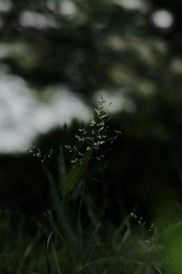 White Tiny Flowering Plant