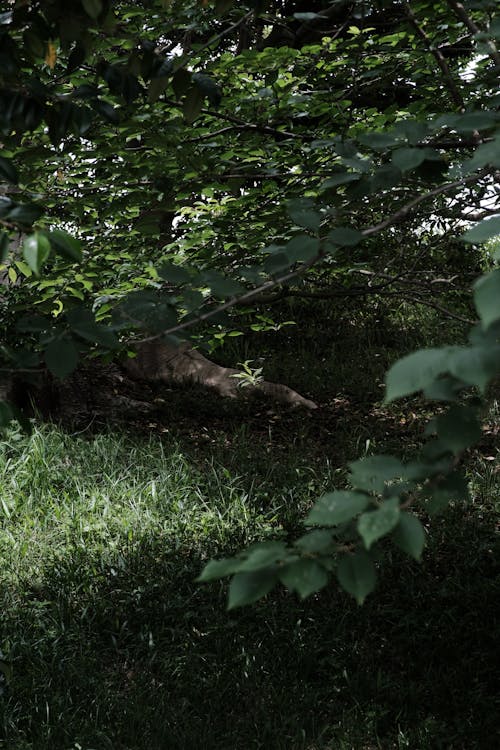 Imagine de stoc gratuită din arbori, fotografiere verticală, iarbă