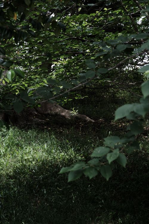Free Serene natural scene with lush greenery and trees providing dense cover, ideal for nature themes. Stock Photo