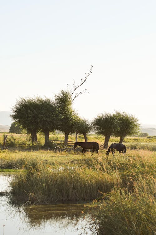 Immagine gratuita di alberi, animale, campagna