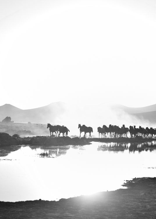 Black and White Photo of Wild Horses Galloping by a Pond · Free Stock Photo