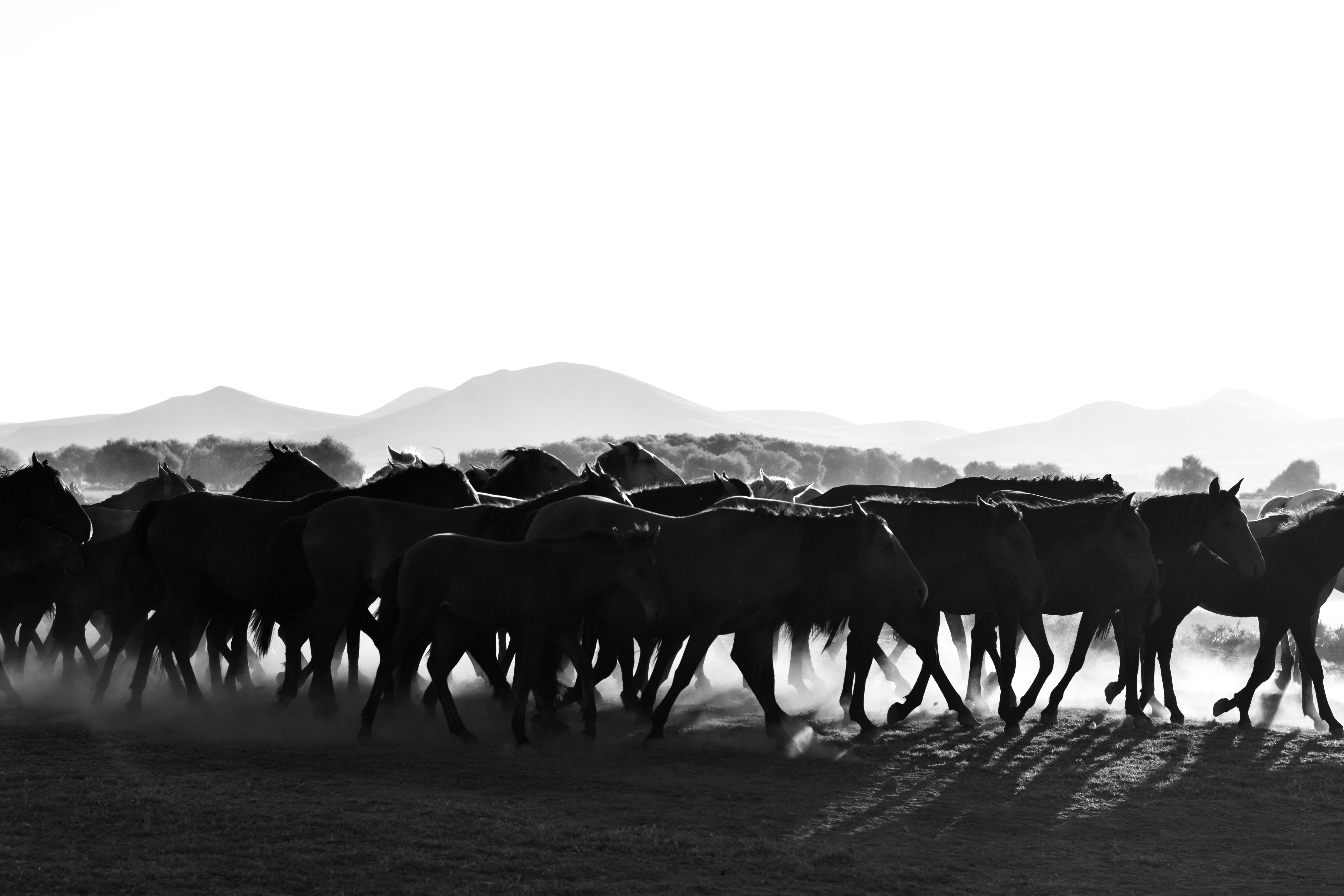 Black and White Photo of a Herd of Wild Horses Trotting on a Dirt Road ...